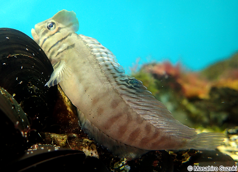 トサカギンポ Omobranchus fasciolatoceps