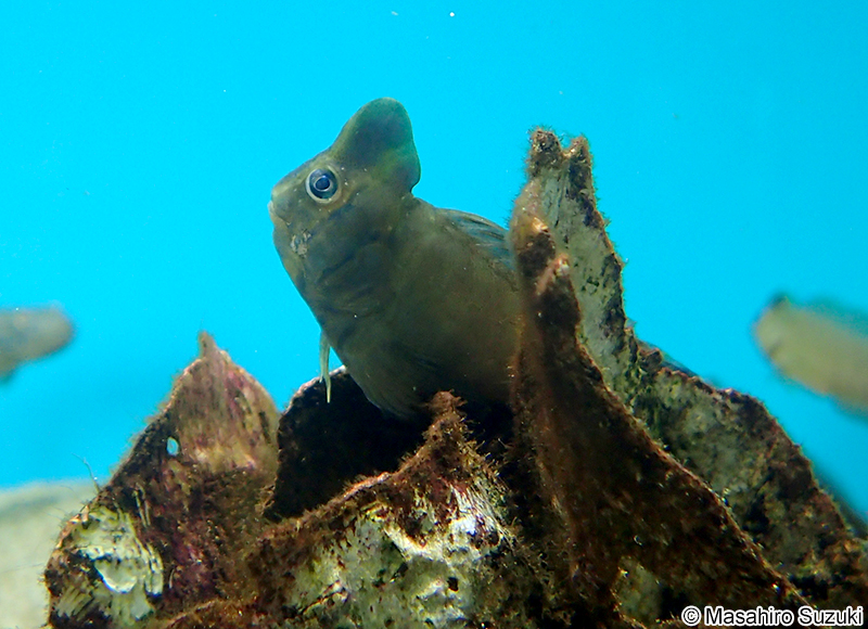 トサカギンポ Omobranchus fasciolatoceps