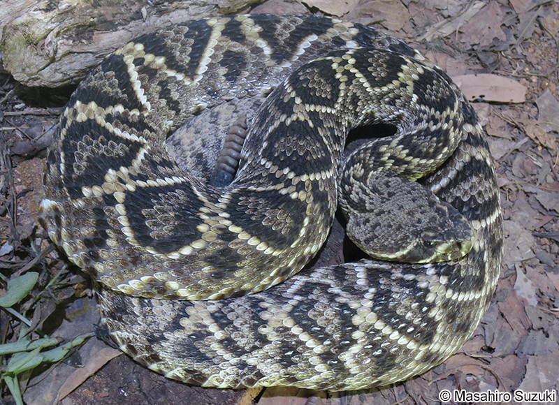 トウブダイアガラガラヘビ Crotalus adamanteus