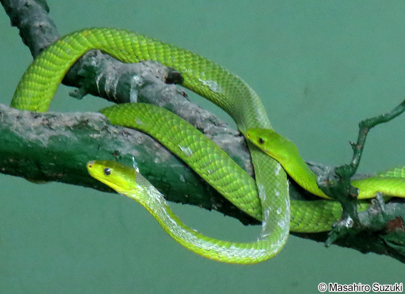 トウブグリーンマンバ Dendroaspis angusticeps