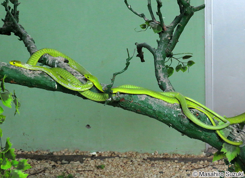 トウブグリーンマンバ Dendroaspis angusticeps
