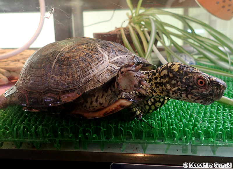 トウブハコガメ Terrapene carolina carolina