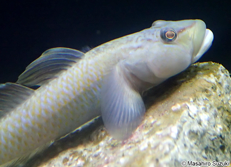 ヨシノボリ属の1種 Rhinogobius sp.