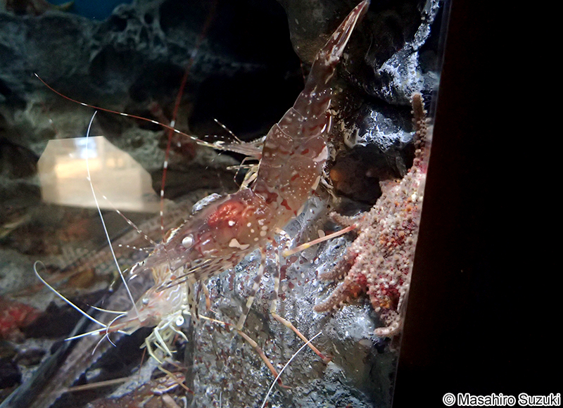 トヤマエビ Pandalus hypsinotus