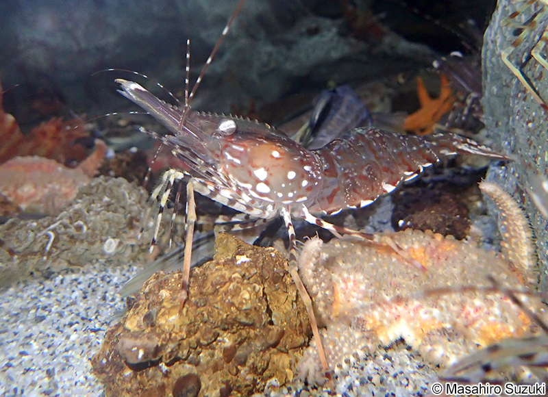 トヤマエビ Pandalus hypsinotus