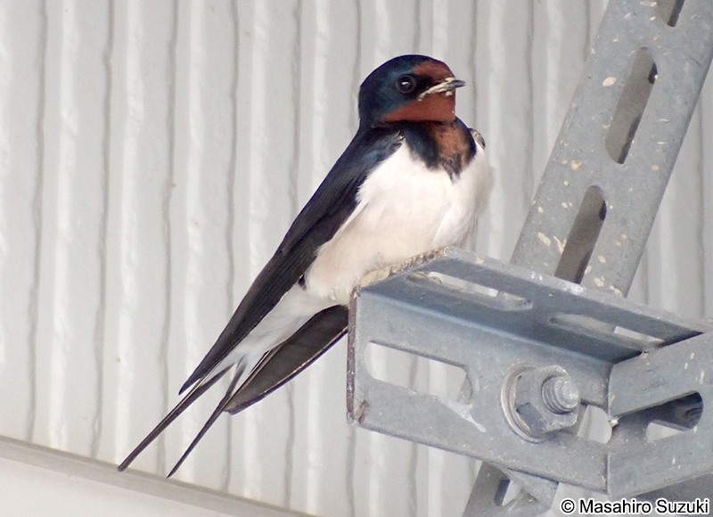 ツバメ Hirundo rustica gutturalis