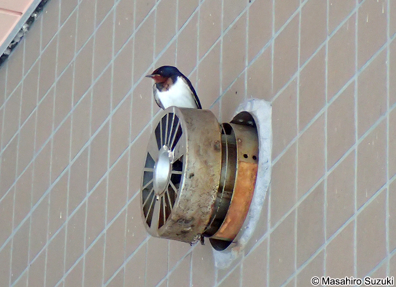 ツバメ Hirundo rustica gutturalis