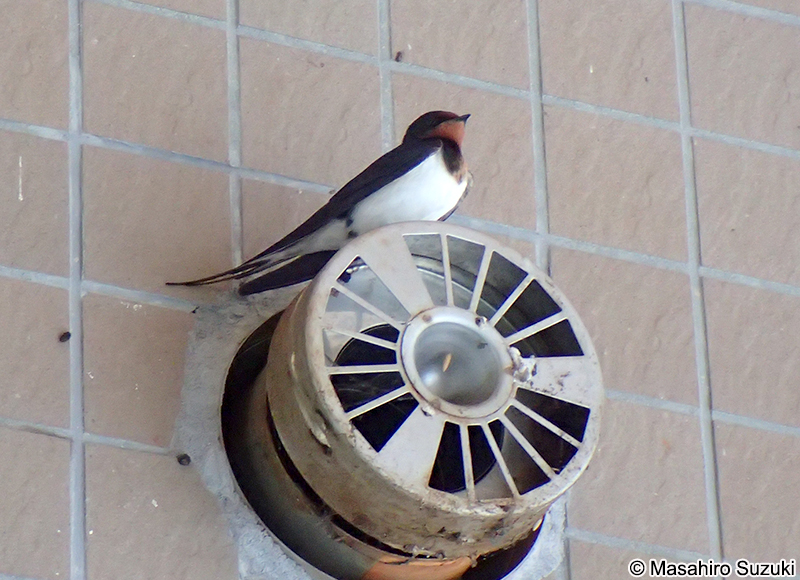ツバメ Hirundo rustica gutturalis