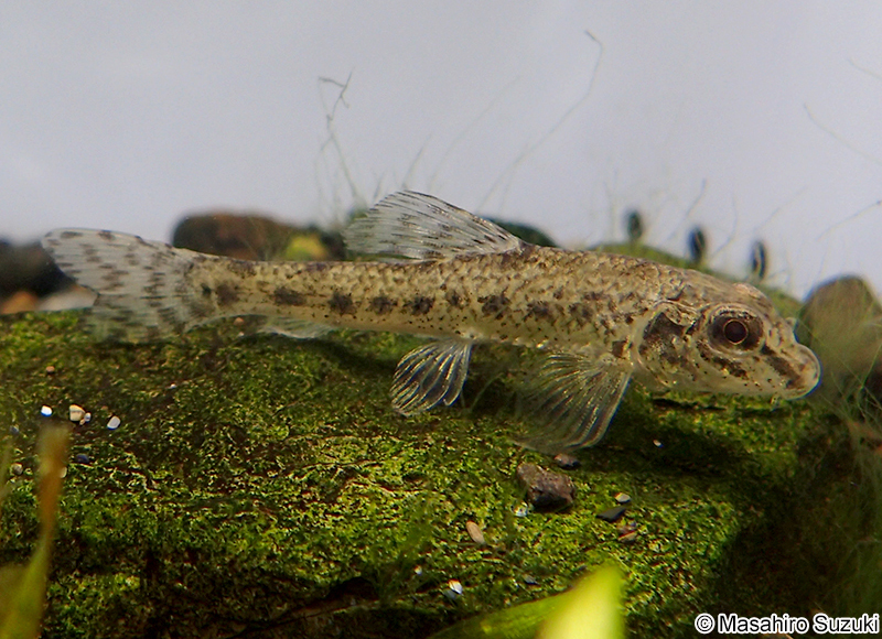 ツチフキ Abbottina rivularis