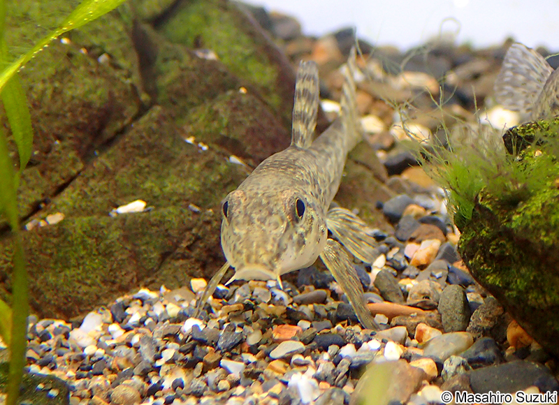 ツチフキ Abbottina rivularis