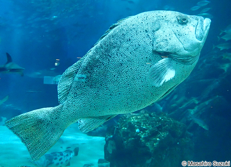ツチホゼリ Epinephelus cyanopodus