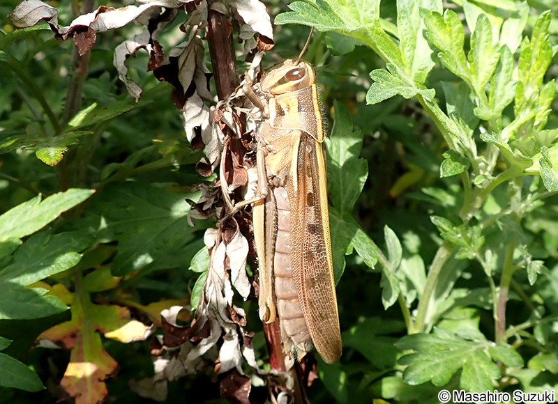 ツチイナゴ Patanga japonica