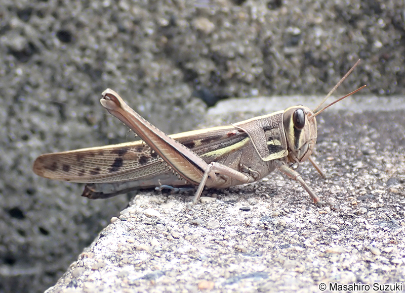 ツチイナゴ Patanga japonica
