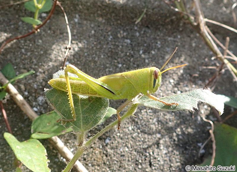 ツチイナゴの幼虫