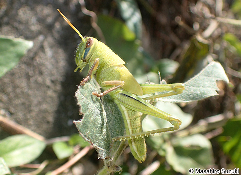 ツチイナゴの幼虫