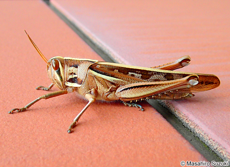 ツチイナゴ Patanga japonica