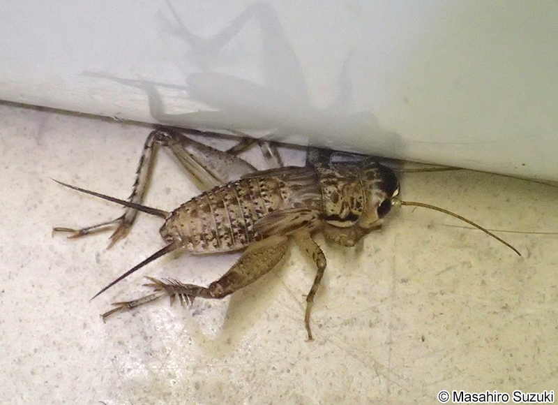 コオロギ科の幼虫