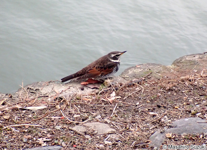ツグミ Turdus eunomus