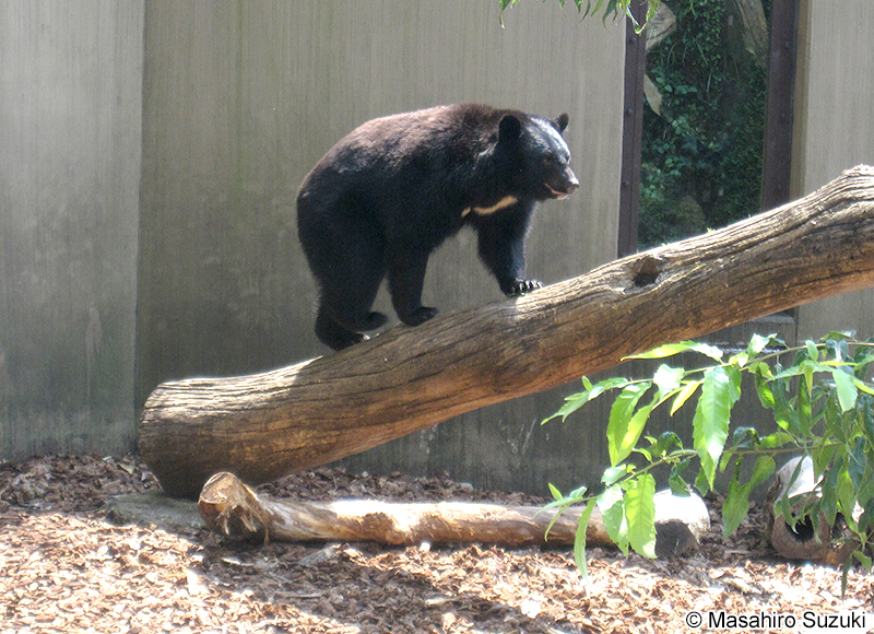 ニホンツキノワグマ Ursus thibetanus japonicus