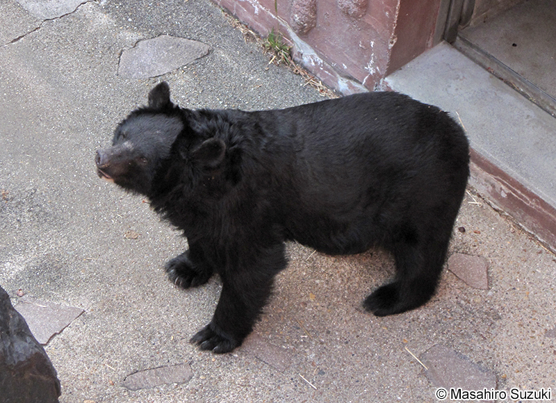 ニホンツキノワグマ Ursus thibetanus japonicus