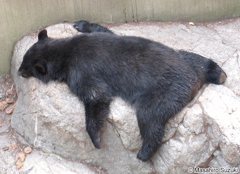 ニホンツキノワグマ Ursus thibetanus japonicus