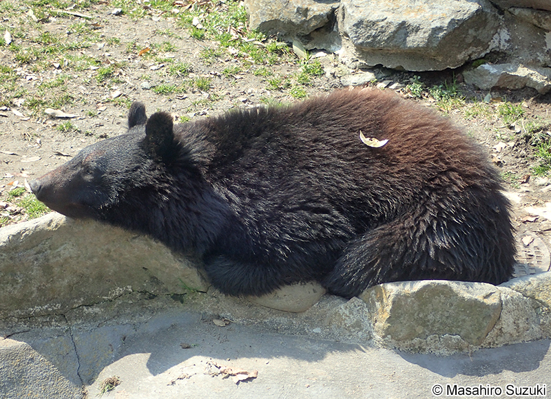 ニホンツキノワグマ Ursus thibetanus japonicus