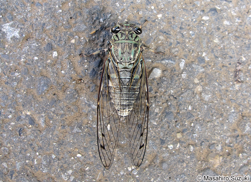 ツクツクボウシ Meimuna opalifera