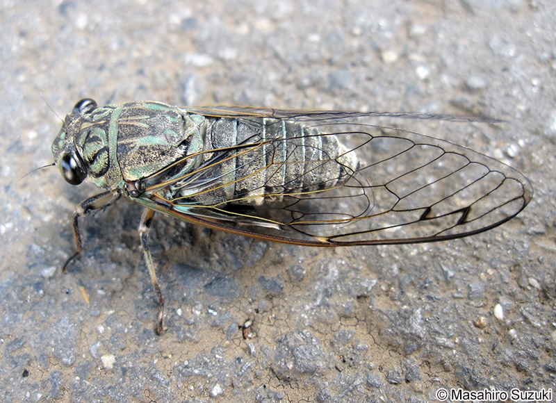 ツクツクボウシ Meimuna opalifera