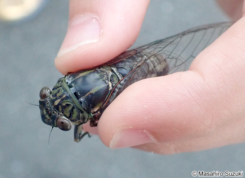 ツクツクボウシ Meimuna opalifera