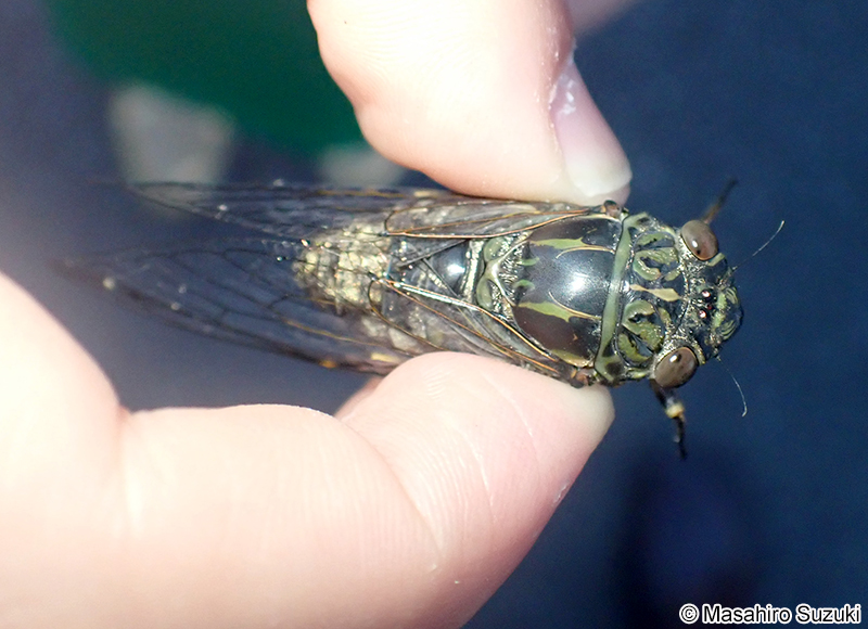 ツクツクボウシ Meimuna opalifera