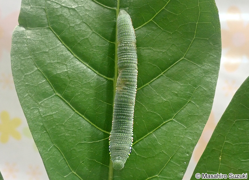 ツマベニチョウの幼虫