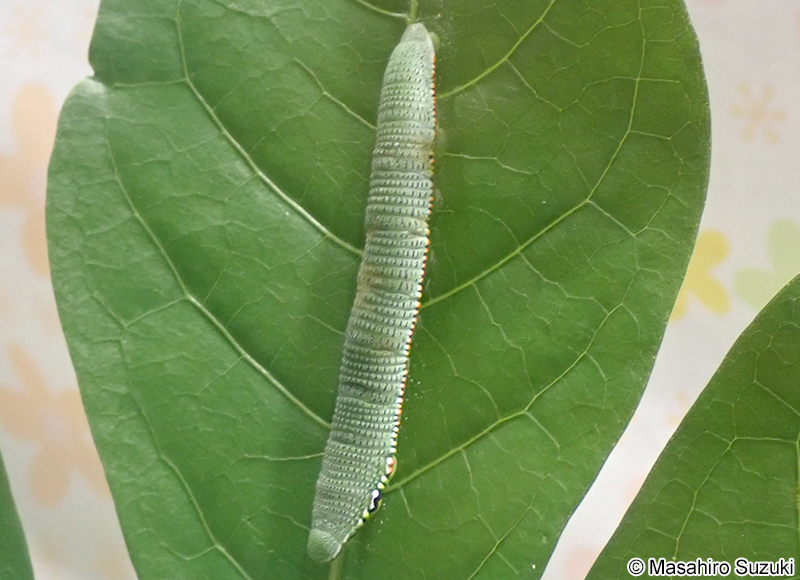ツマベニチョウの幼虫