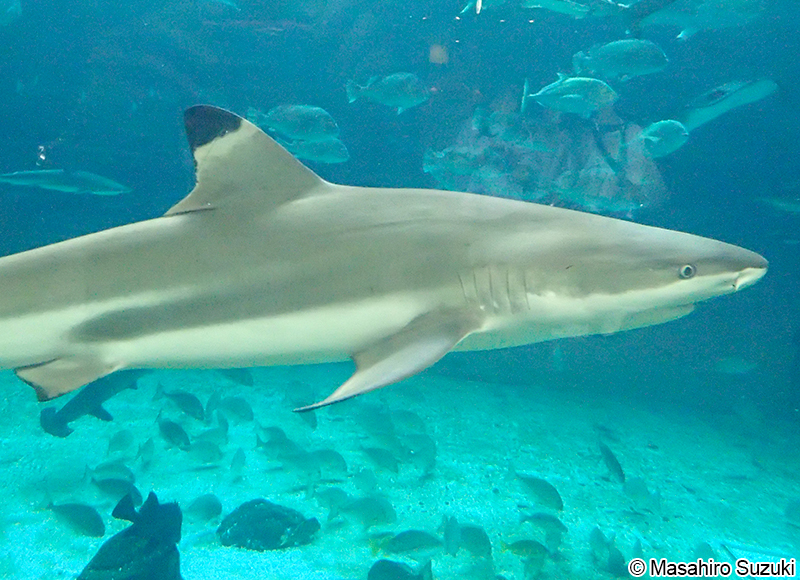 ツマグロ Carcharhinus melanopterus