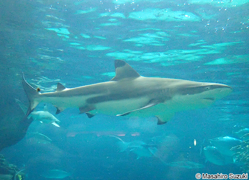 ツマグロ Carcharhinus melanopterus