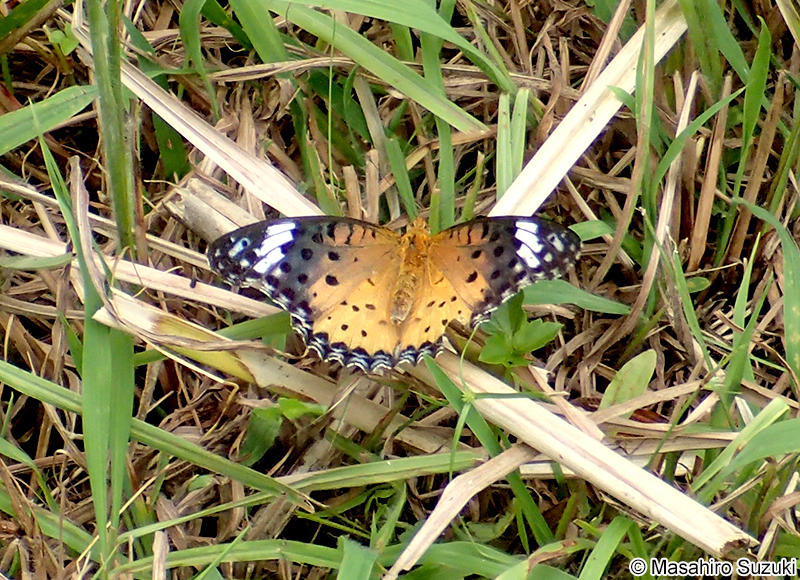 ツマグロヒョウモン Argyreus hyperbius