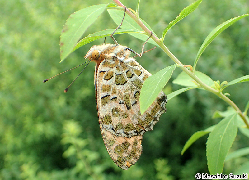 ツマグロヒョウモン Argyreus hyperbius