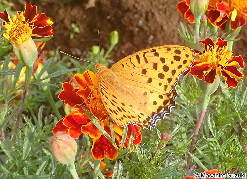 ツマグロヒョウモン Argyreus hyperbius