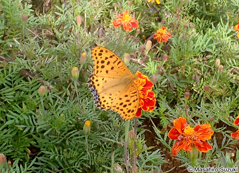 ツマグロヒョウモン Argyreus hyperbius