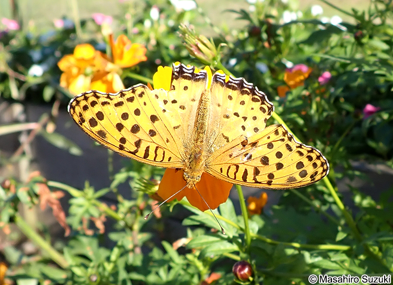 ツマグロヒョウモン Argyreus hyperbius
