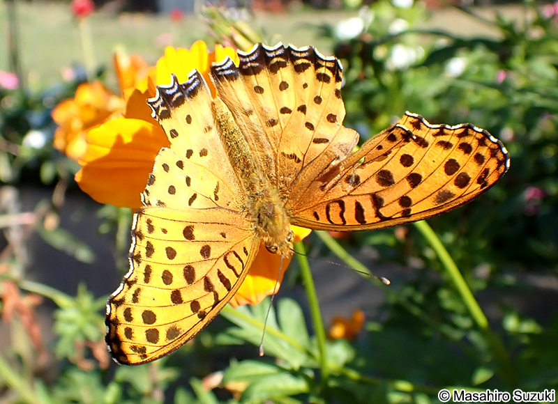 ツマグロヒョウモン Argyreus hyperbius