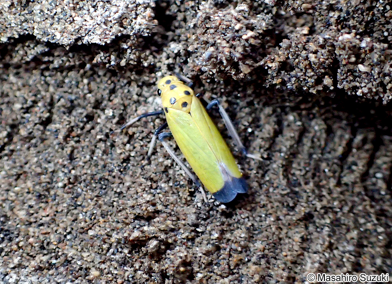 ツマグロオオヨコバイ Bothrogonia ferruginea