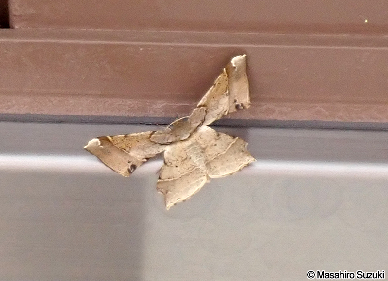 ツマジロエダシャク Krananda latimarginaria