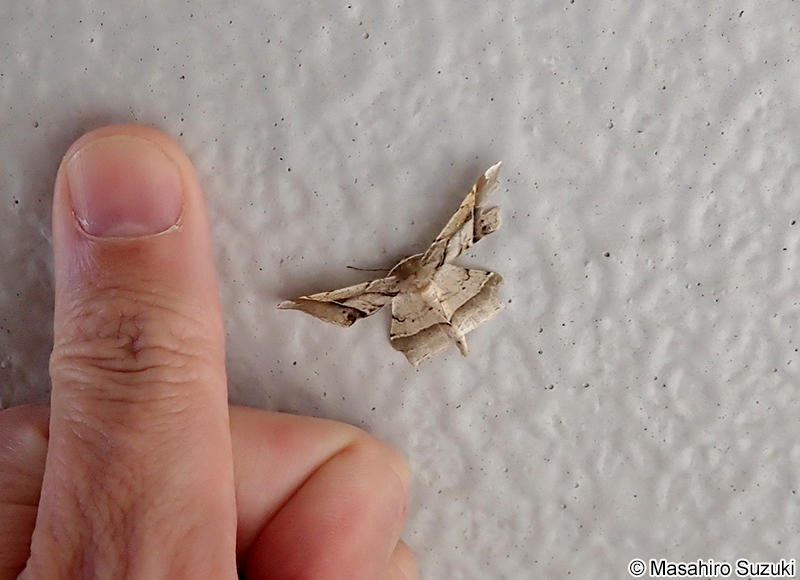 ツマジロエダシャク Krananda latimarginaria