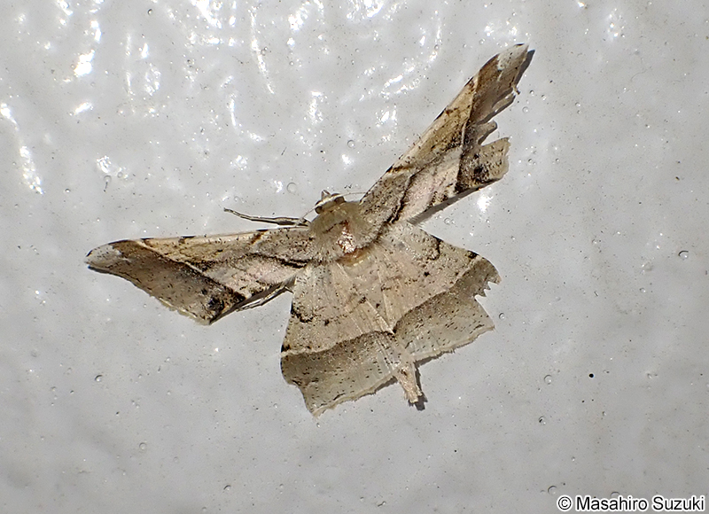 ツマジロエダシャク Krananda latimarginaria