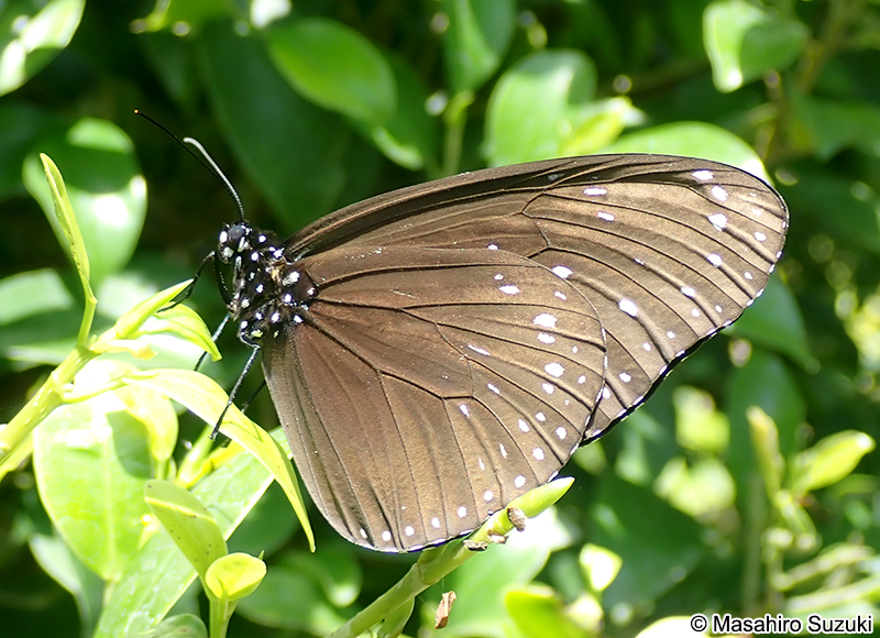 ツマムラサキマダラ Euploea mulciber