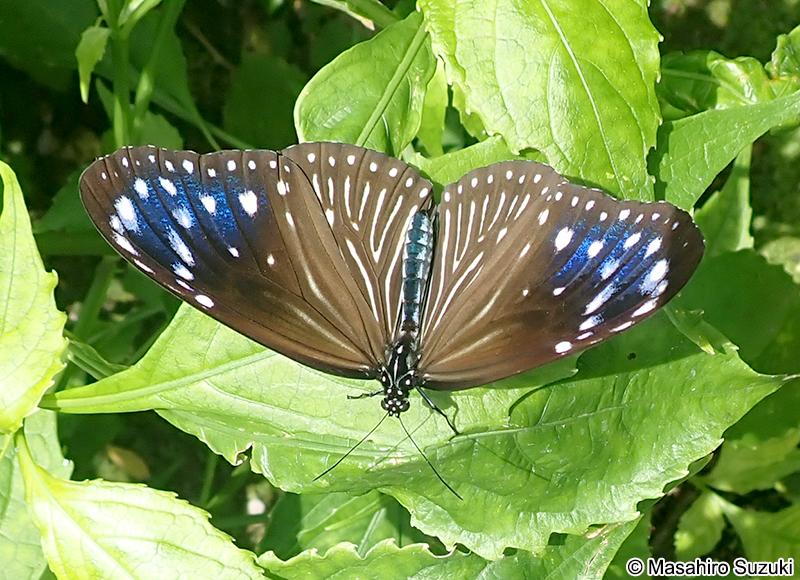 ツマムラサキマダラ Euploea mulciber