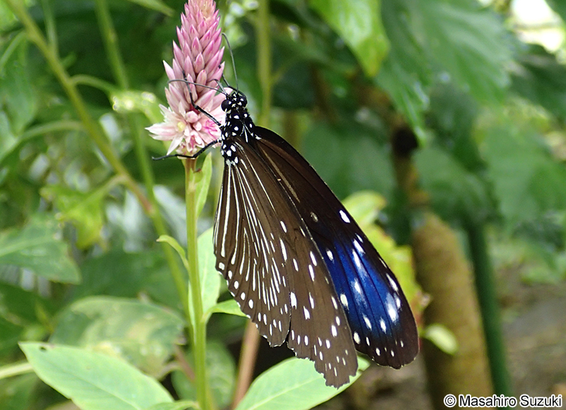 ツマムラサキマダラ Euploea mulciber