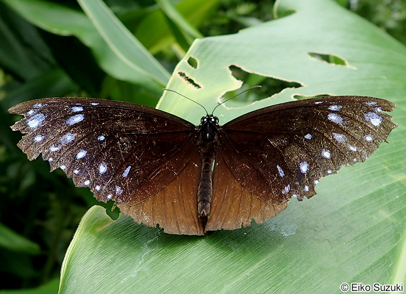 ツマムラサキマダラ Euploea mulciber