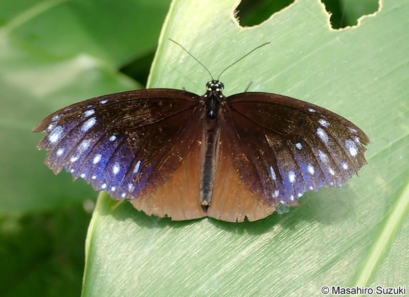 ツマムラサキマダラ Euploea mulciber