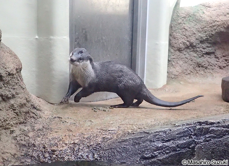 ツメナシカワウソ Aonyx capensis